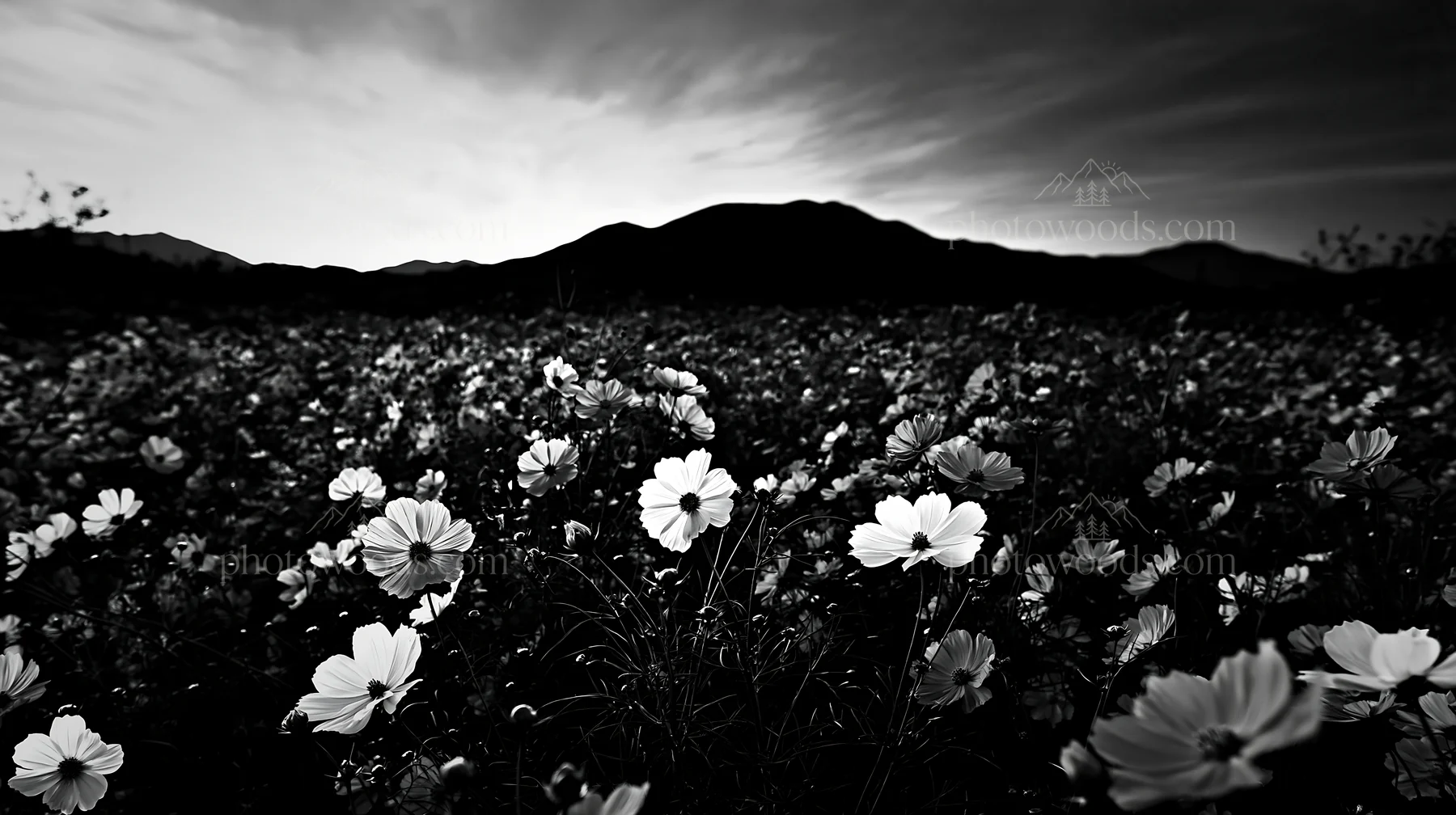 Black and white colorful cosmos meadow under a vibrant sunset sky - AI-generated stock image