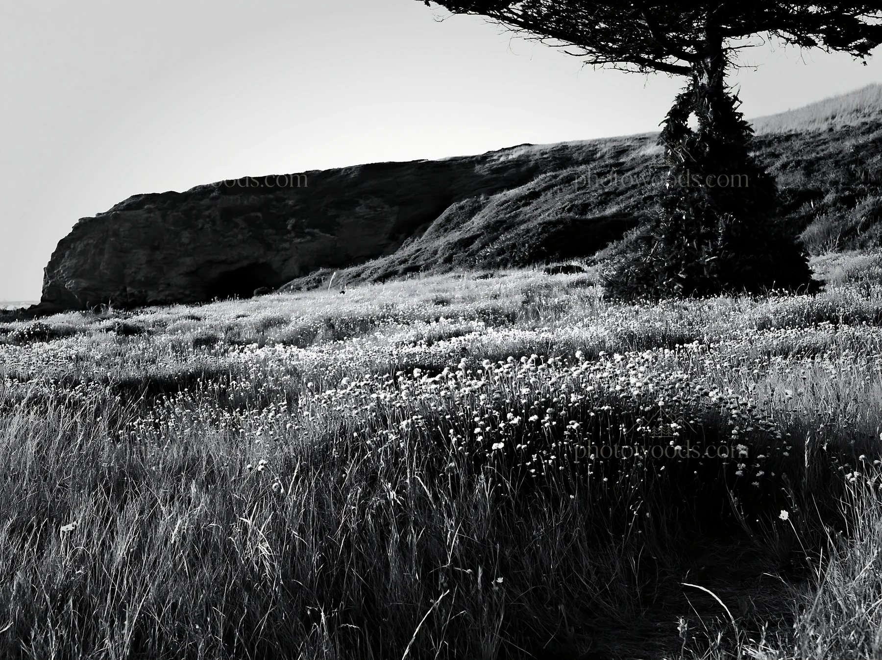 Christmas tree in meadow near cave at sunset - AI-generated stock image