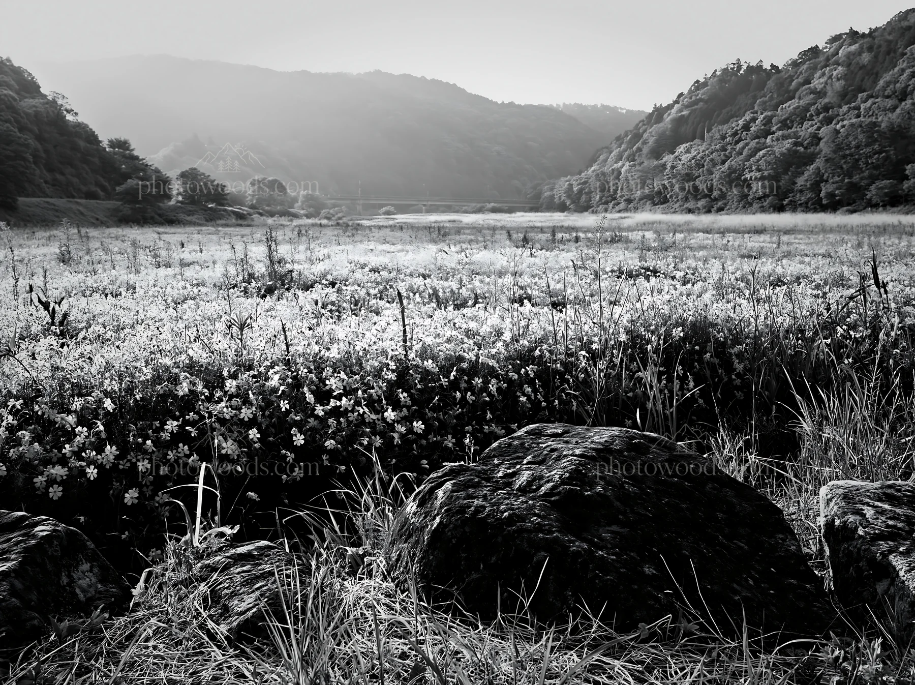 Black and white kyoto spring wildflower meadow stone foreground - AI-generated stock image