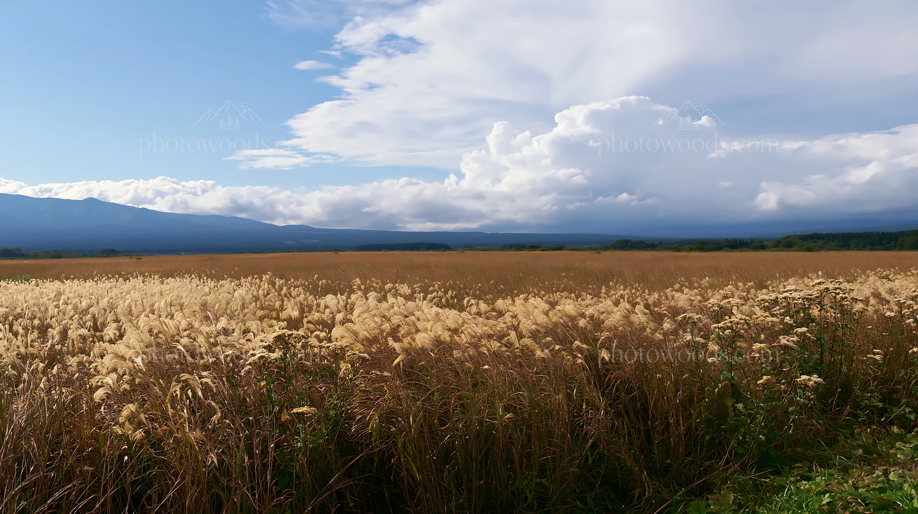 Iwate rain refreshed meadow seedhead foreground - AI-generated stock image