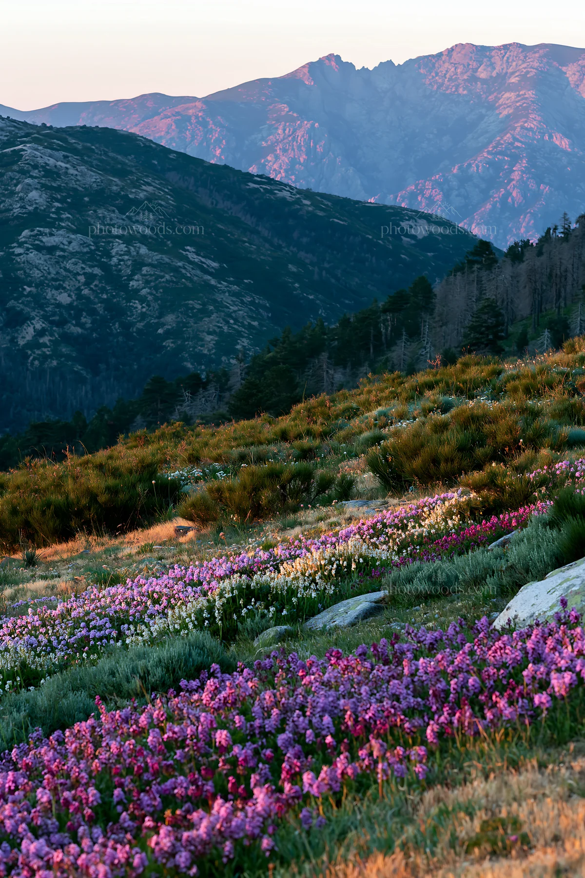 Colorful orchid meadow with mountains in the background - AI-generated stock image