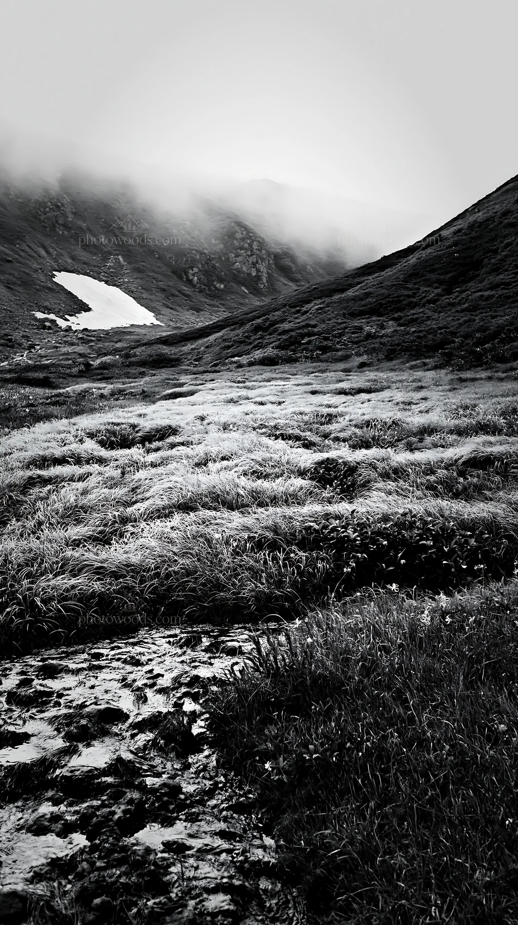Black and white akita snowmelt meadow with silver grasses in springtime - AI-generated stock image