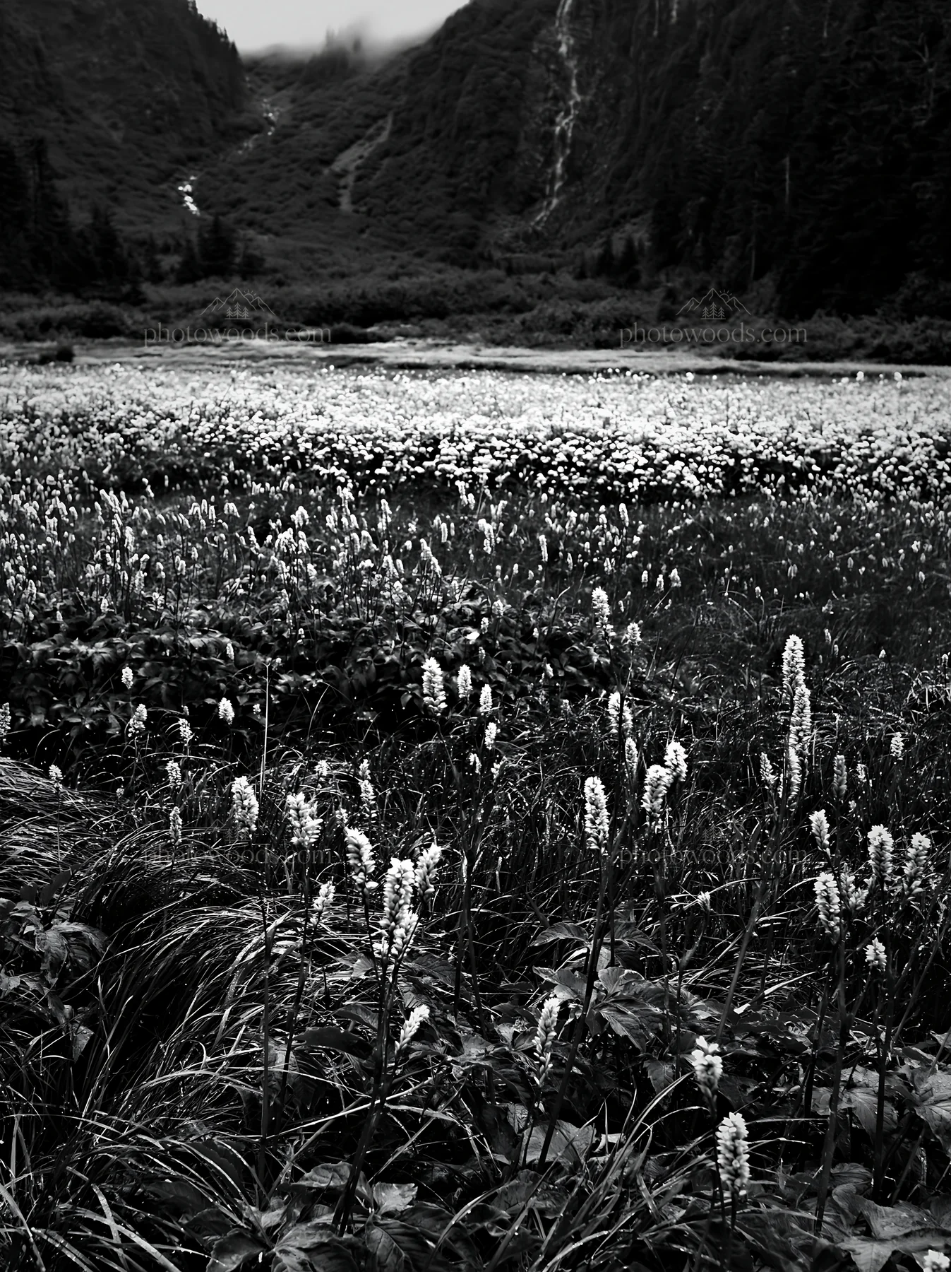 Flower meadow below a cascade in a mountain valley - AI-generated stock image