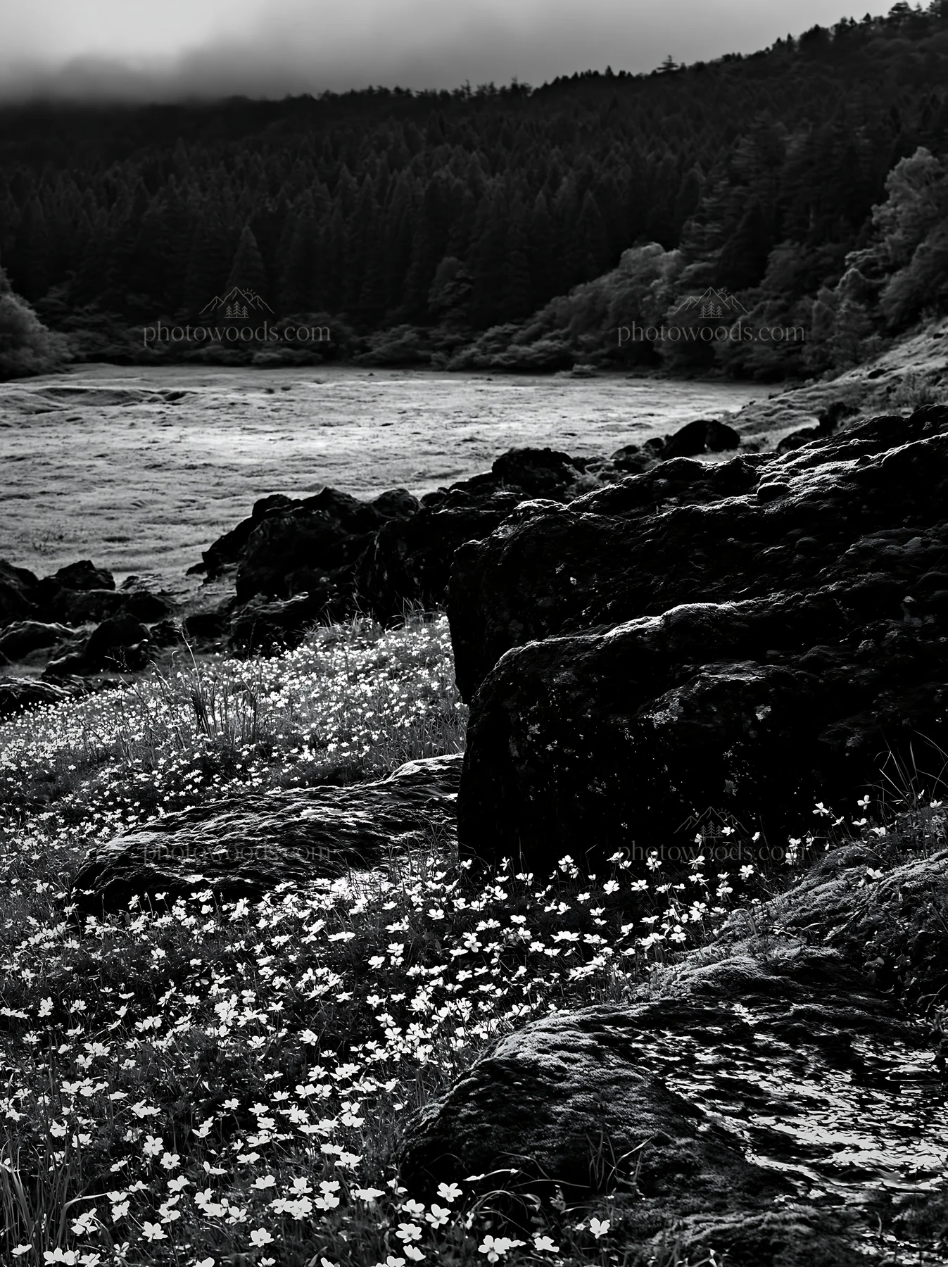 Black and white miyagi spring recovery meadow mossy stone with flowers - AI-generated stock image