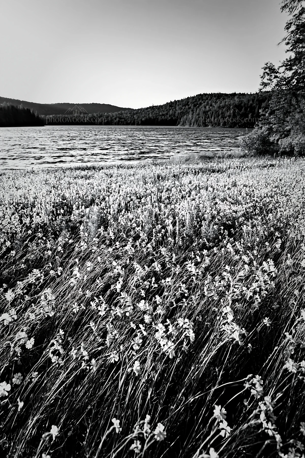 Lakeside meadow with wildflowers in natural light - AI-generated stock image