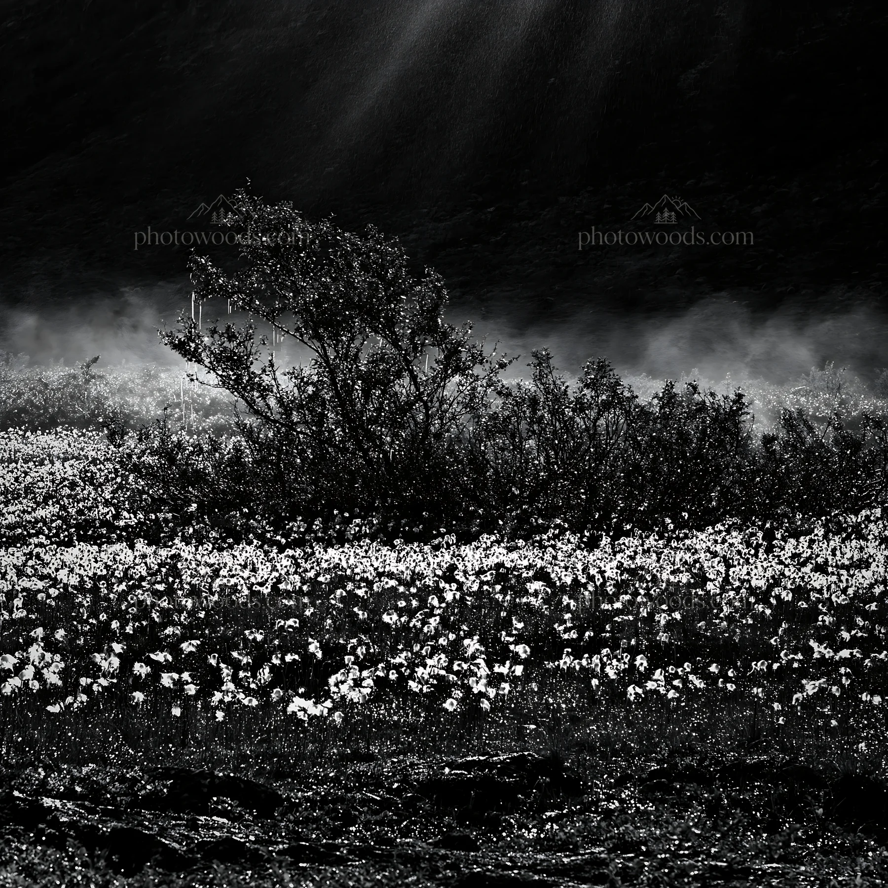 Black and white jotunheimen valley meadow sunbeams create a bright atmosphere - AI-generated stock image