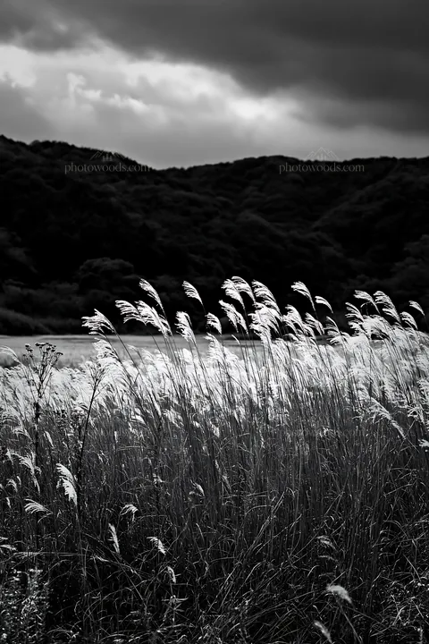 Golden meadow with seedheads in Okayama - AI-generated stock image
