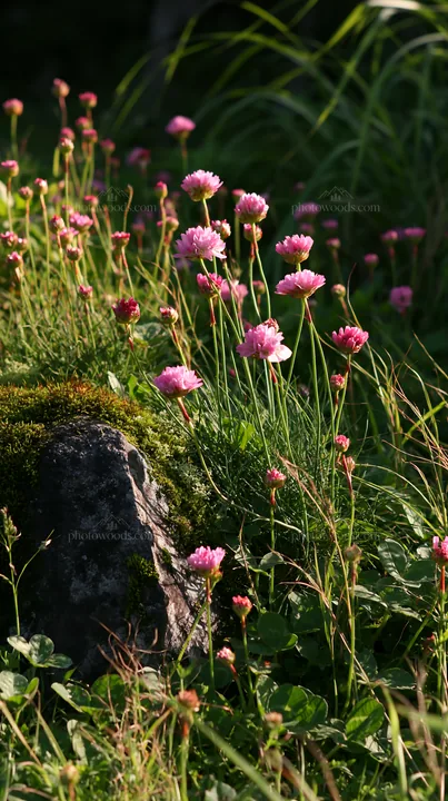 Miyagi spring recovery meadow mossy stone with pink flowers - AI-generated stock image