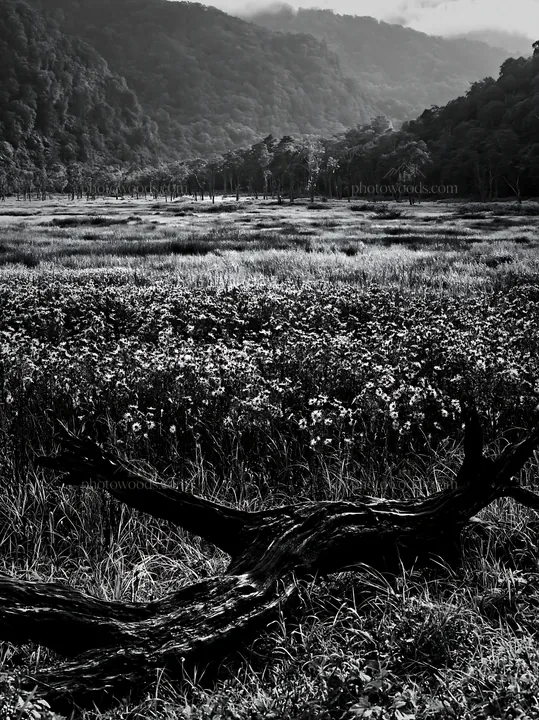 Black and white yamagata rewilded meadow fallen branch foreground - AI-generated stock image