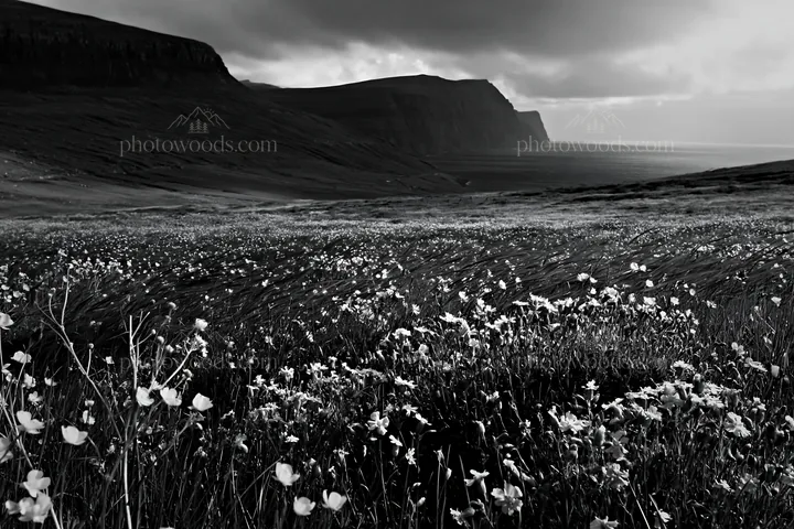 Meadow in rolling valley with cliffs by the ocean - AI-generated stock image