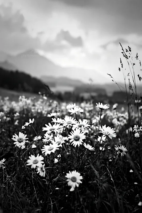 Rainy valley meadow with flowers and distant mountains - AI-generated stock image