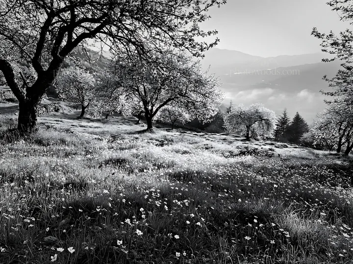 Spring orchard meadow with trees and flowers - AI-generated stock image