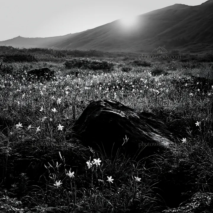 Aomori meadow with boulder and flowers at sunset - AI-generated stock image