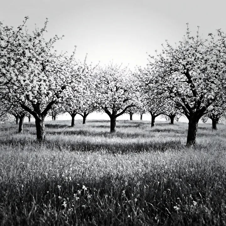 Black and white apple blossom meadow in full bloom with lush green grass - AI-generated stock image