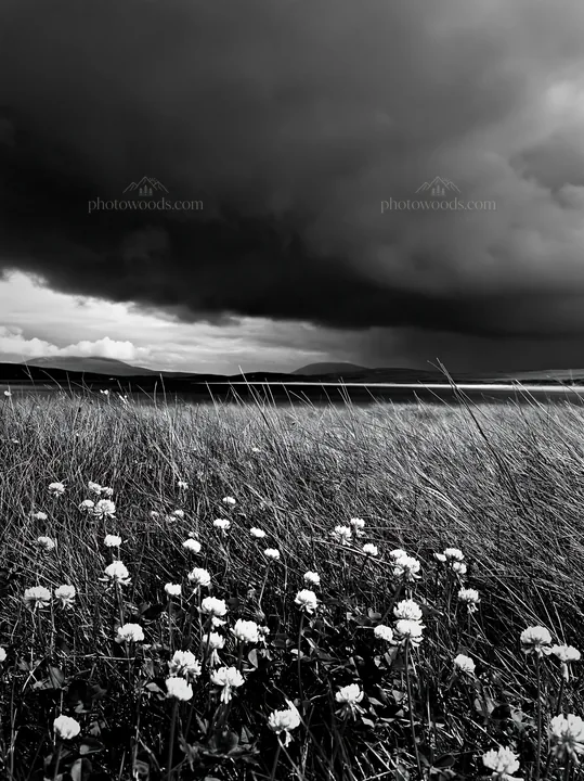 Regenerative meadow with flowers under a dark sky - AI-generated stock image