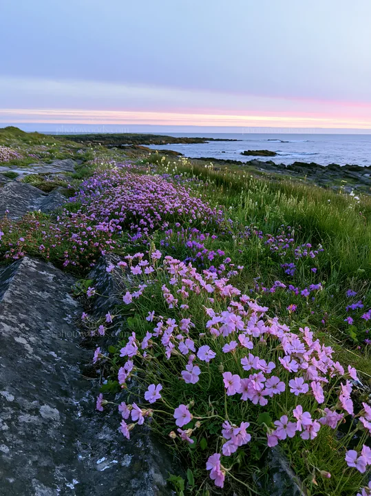 Biodiverse meadow with flowers and coastline at sunset - AI-generated stock image