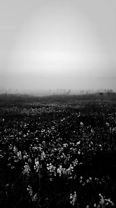 Spring meadow with flowers in misty weather - AI-generated stock image