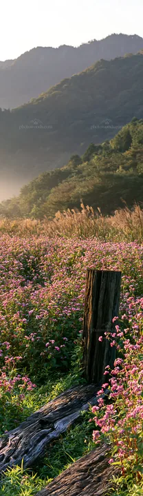 Wakayama autumn meadow weathered wood foreground - AI-generated stock image