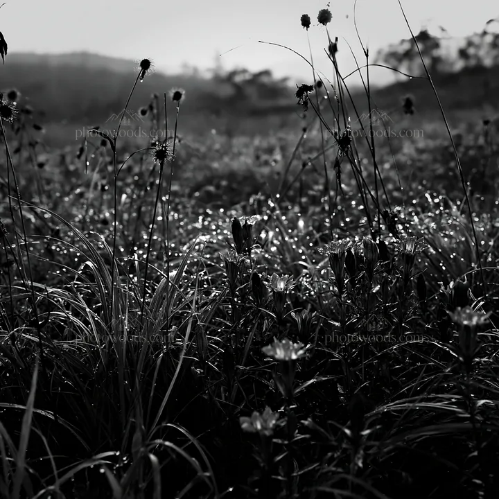 Black and white expansive Hokkaido restoration meadow with dewdrops - AI-generated stock image
