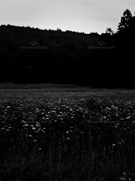 Violet knapweed meadow at dusk with mountains in background - AI-generated stock image