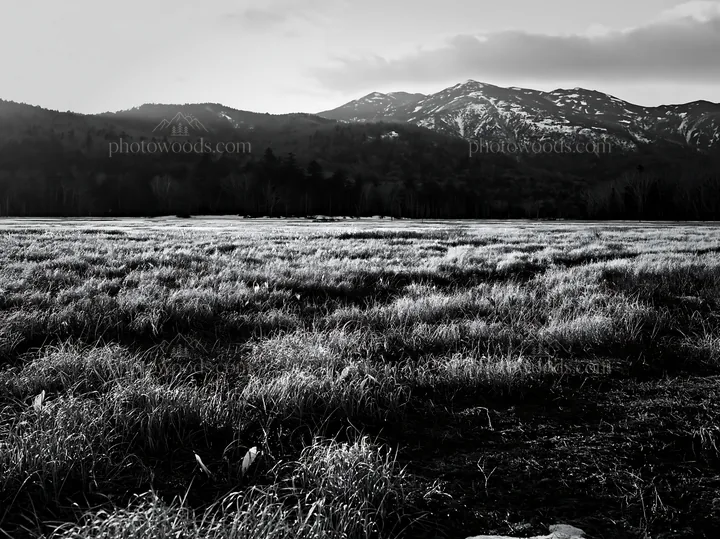 Black and white akita snowmelt meadow with silver grasses during sunset - AI-generated stock image