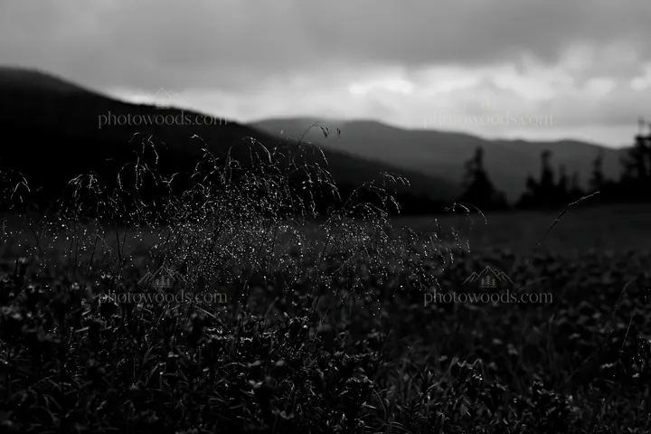 Black and white iwate rain refreshed meadow seedhead foreground - AI-generated stock image