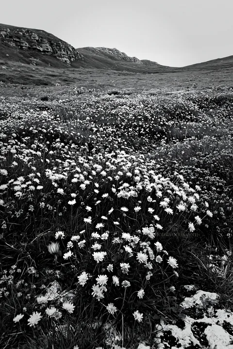 Cloudy meadow with scabious flowers on chalk slope - AI-generated stock image