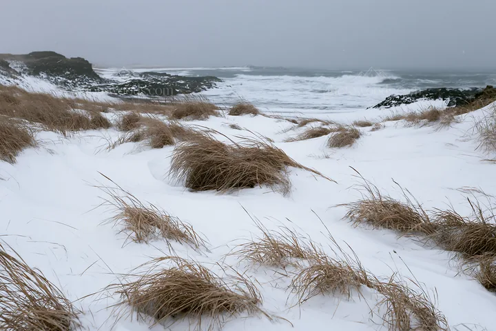 Snowy beach meadow with grass and ocean waves in the background - AI-generated stock image