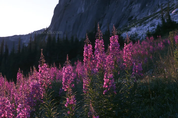 Fireweed meadow during sunset near mountain cliffs - AI-generated stock image