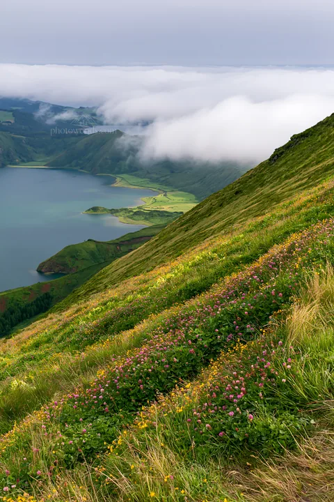 Colorful clover meadow on a hillside near a lake - AI-generated stock image