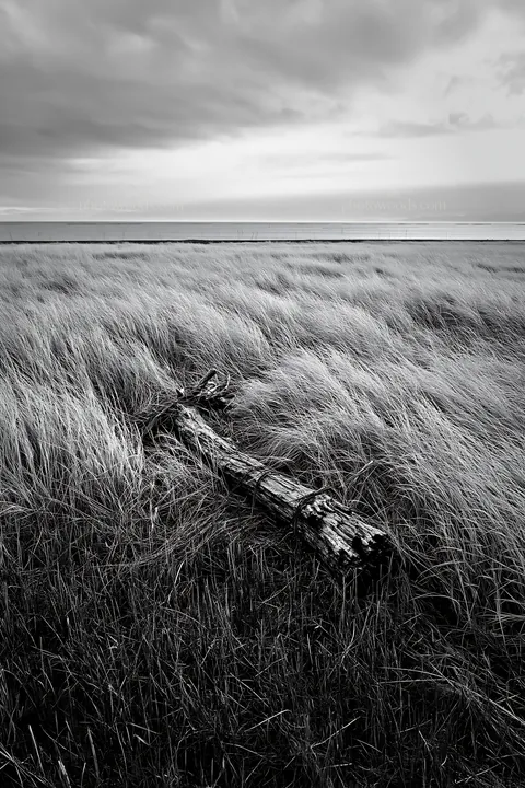 Black and white ishikawa coastal meadow storm washed driftwood on grassland - AI-generated stock image