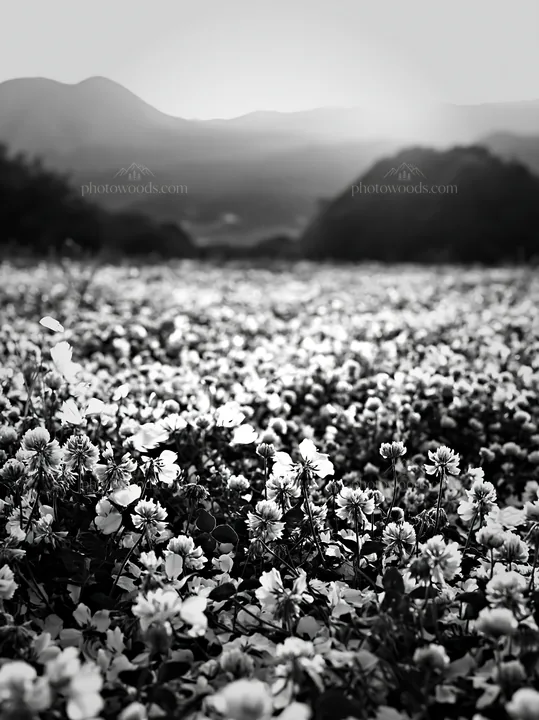 Black and white fukuoka spring meadow fallen blossom foreground - AI-generated stock image