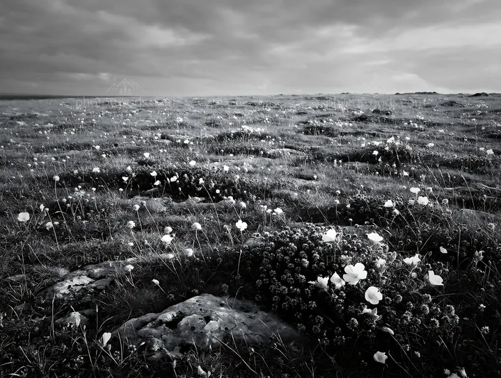 Dry flower meadow under cloudy sky in overcast weather - AI-generated stock image