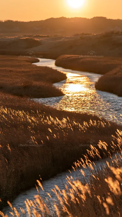 Windy meadow with dune grasses at sunset in Tottori - AI-generated stock image