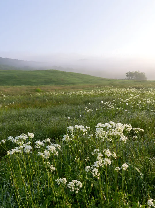 Expansive Hokkaido restoration meadow with dewdrops - AI-generated stock image