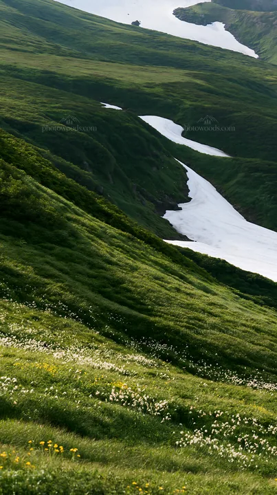 Akita snowmelt meadow with silver grasses in spring - AI-generated stock image