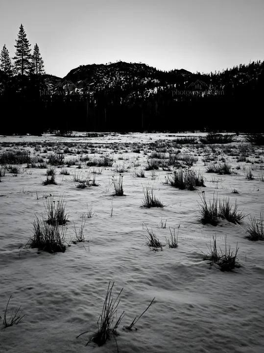 Snowbound meadow with grass and trees in winter landscape - AI-generated stock image