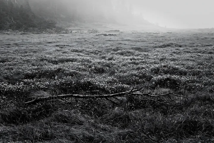 Black and white yamagata rewilded meadow fallen branch in grassy landscape - AI-generated stock image