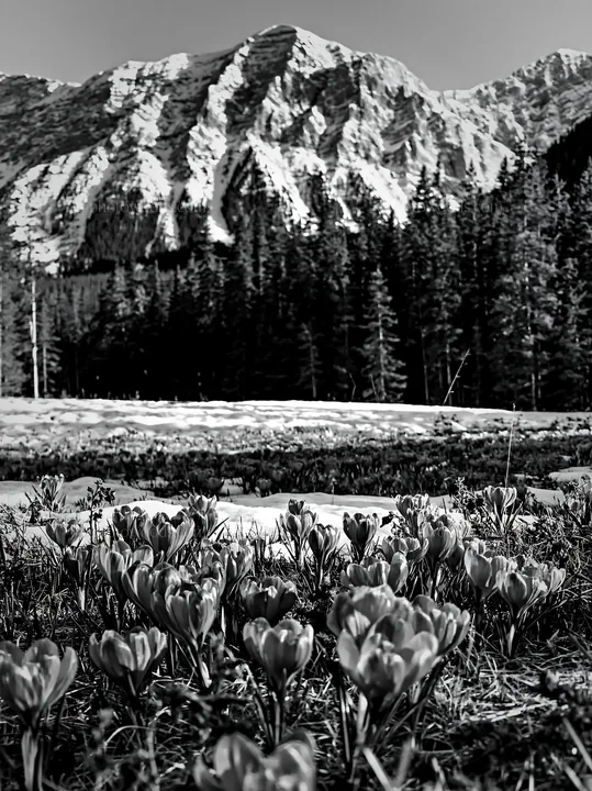 Meadow with flowers beneath rocky crags in black and white - AI-generated stock image