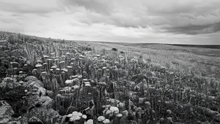 Cloudy flower meadow with dry plants on a hillside - AI-generated stock image