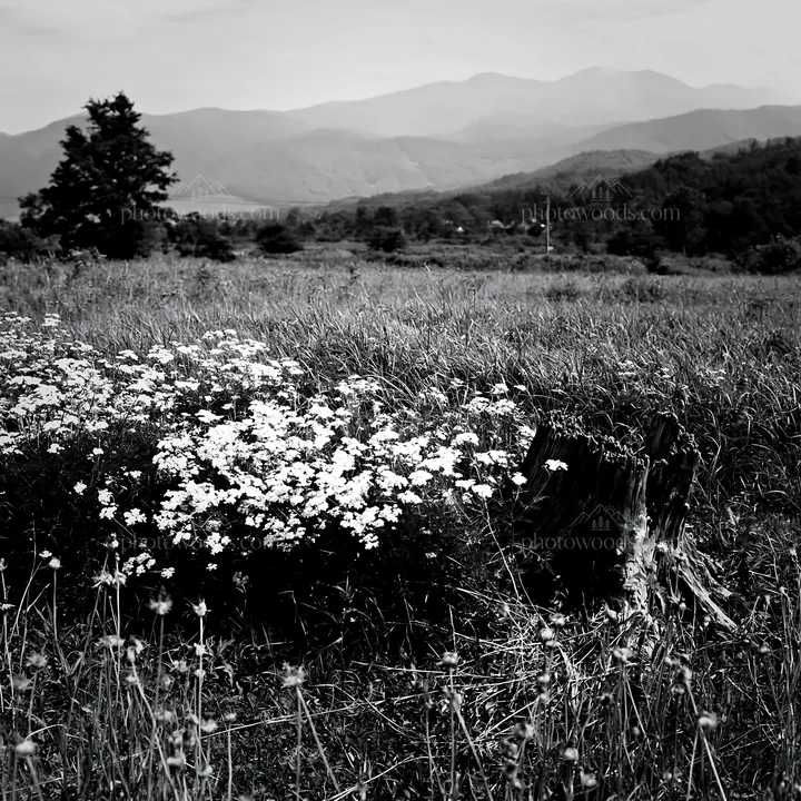 Fukushima native meadow with weathered stump and wildflowers - AI-generated stock image