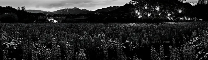 Lanterns glow in a Christmas meadow near Lake Bled - AI-generated stock image