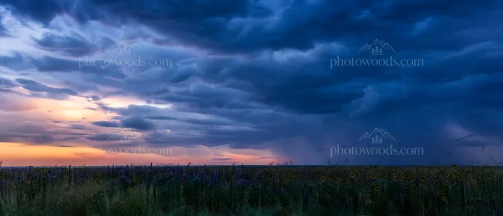 Biodiverse meadow under a cloudy sky at sunset - AI-generated stock image