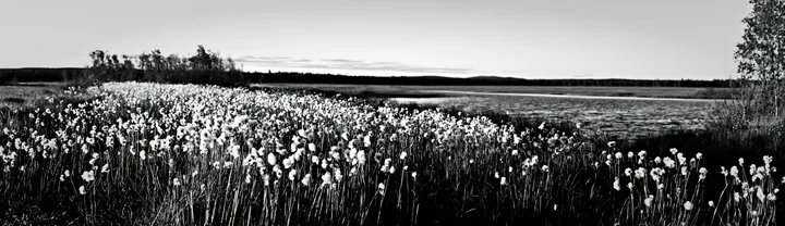 Black and white cottongrass meadow glow at sunset near a calm water body - AI-generated stock image