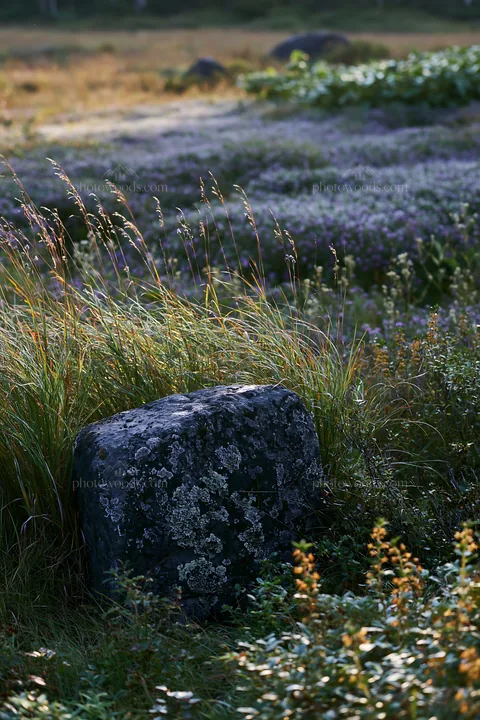 Aomori climate resilient meadow with boulder - AI-generated stock image