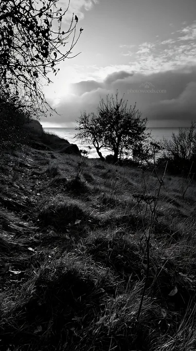 Seaside orchard meadow with trees near water - AI-generated stock image