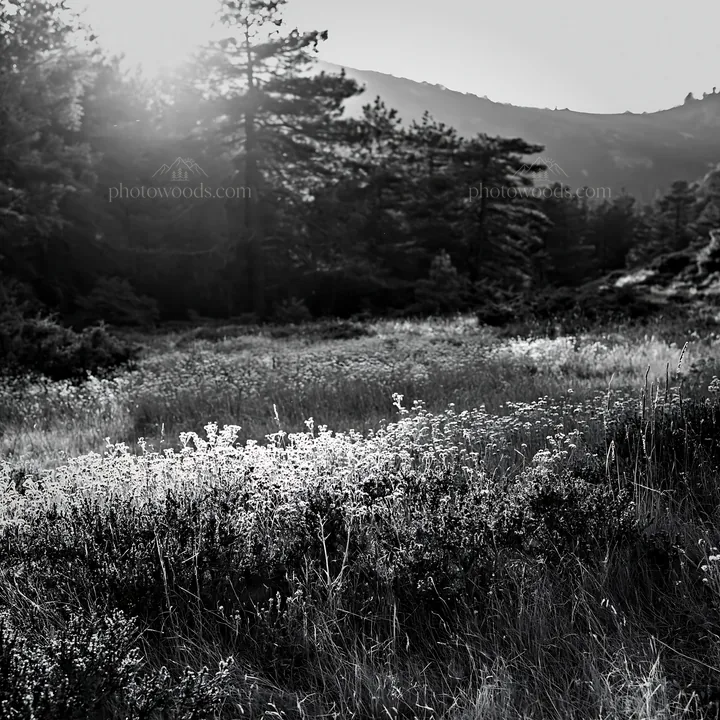 Pine forest meadow at sunset light - AI-generated stock image