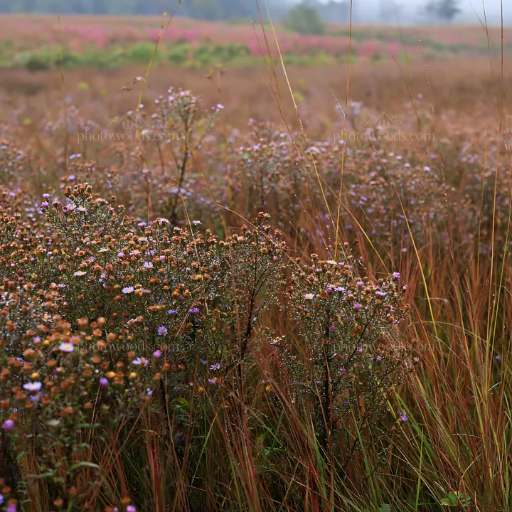 Expansive Hokkaido restoration meadow with dewdrops - AI-generated stock image