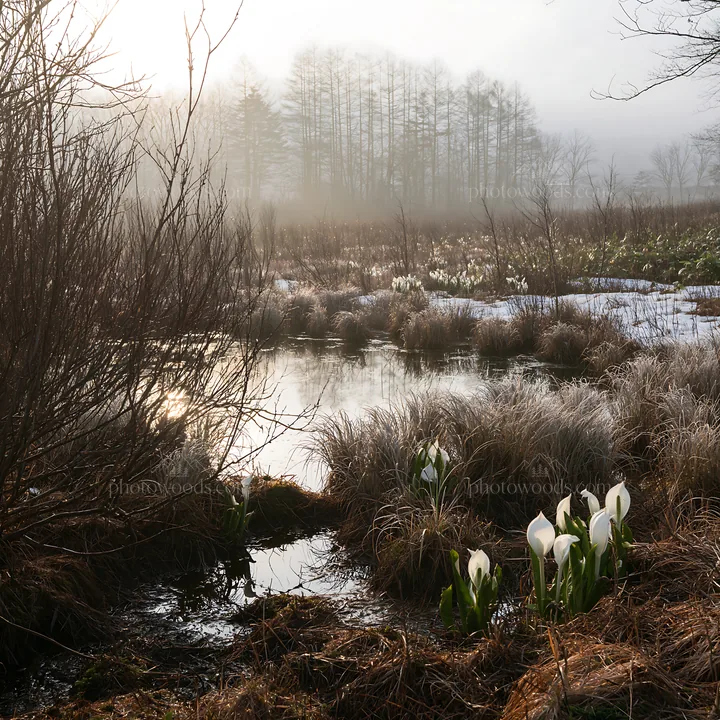 Akita snowmelt meadow with silver grasses and white flowers - AI-generated stock image