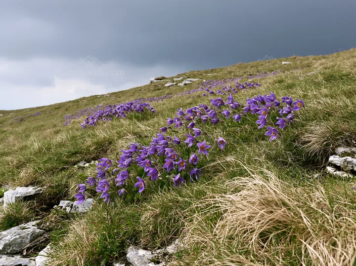 Cloudy pasque flower meadow on limestone slope - AI-generated stock image